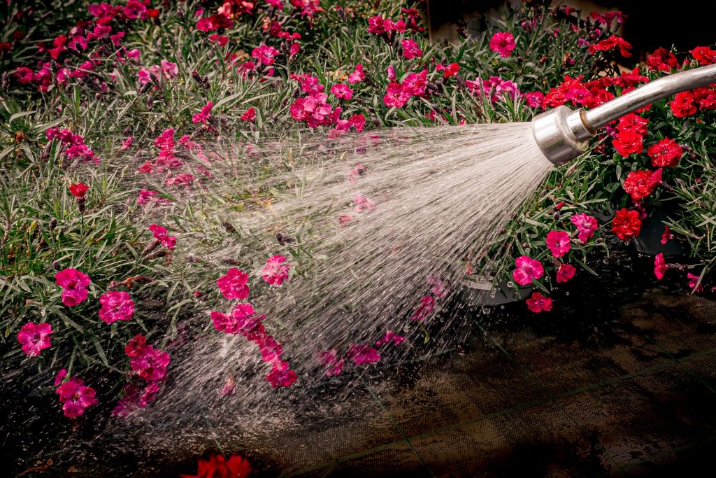 Auch Blumen brauchen Wasser