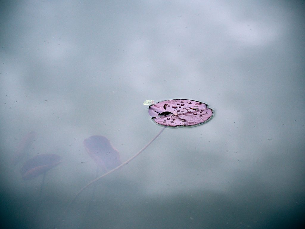 Blatt im See