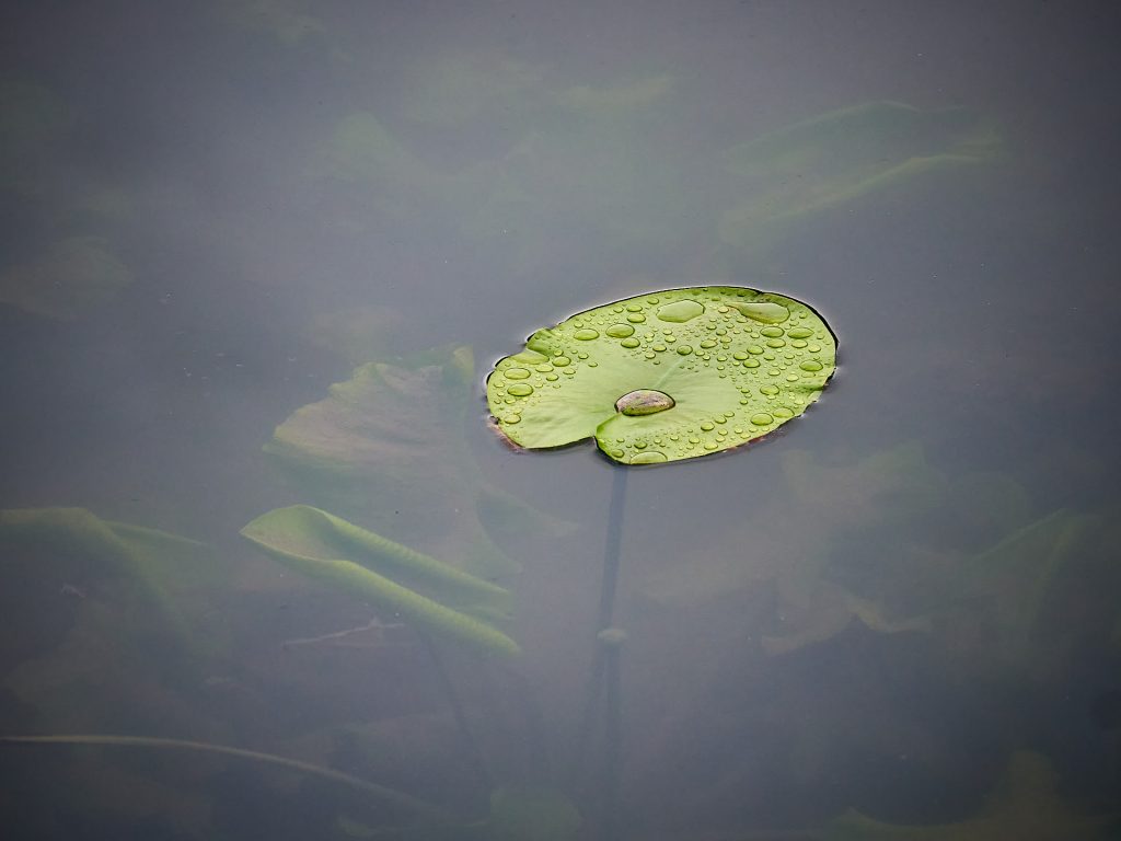 Tropfen im Blatt