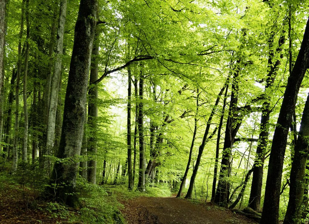 Laubwald