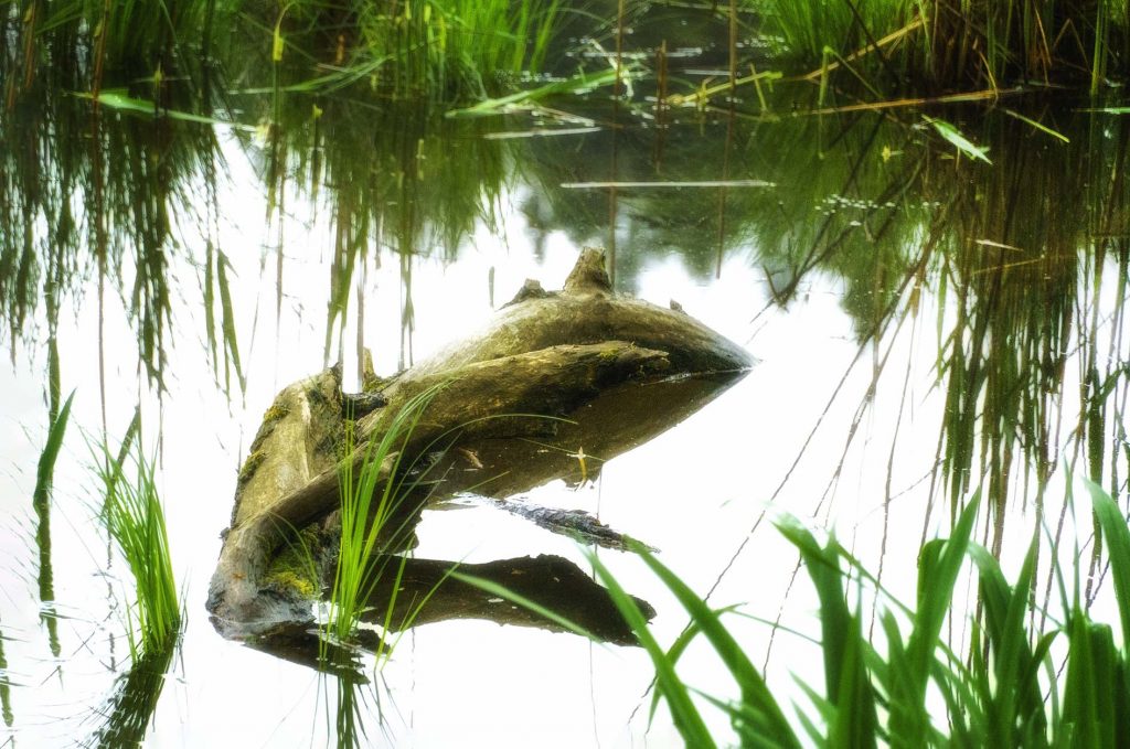 ein Frosch