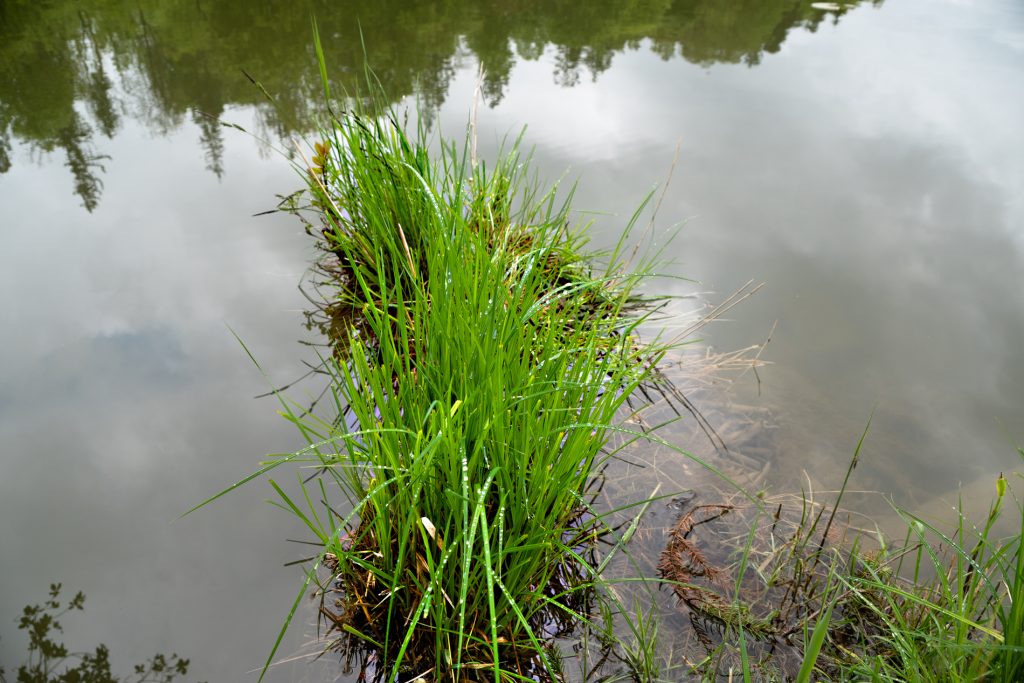 Am Thanninger Weiher 2