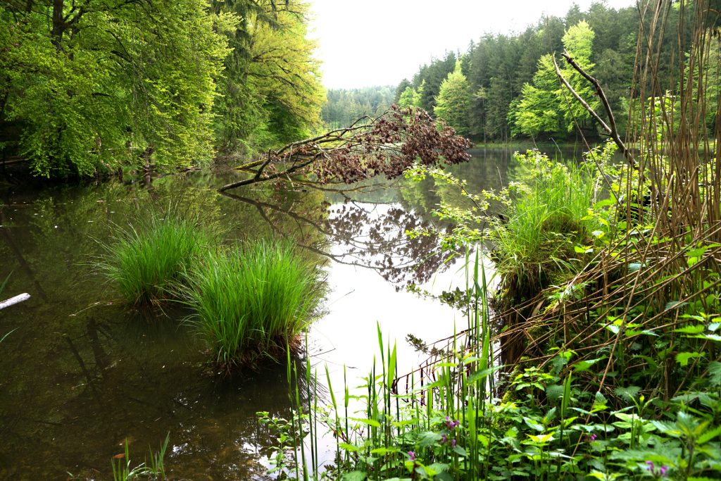 Thanninger Weiher 3