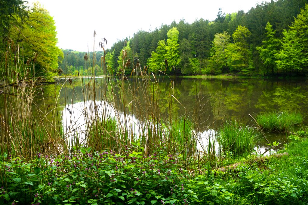 Weiher 3