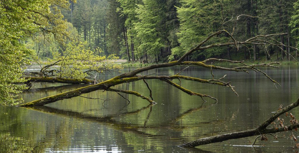 Bäume im Wasser