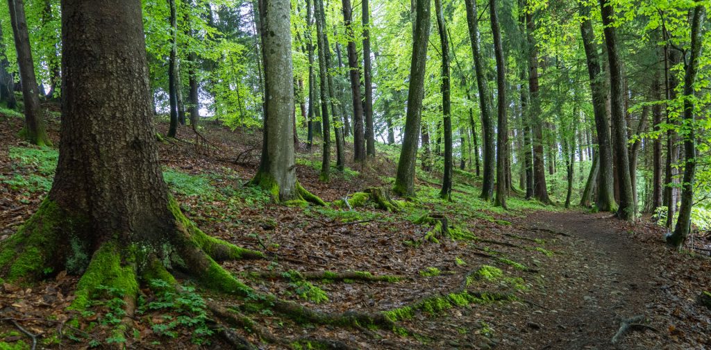Der Wald