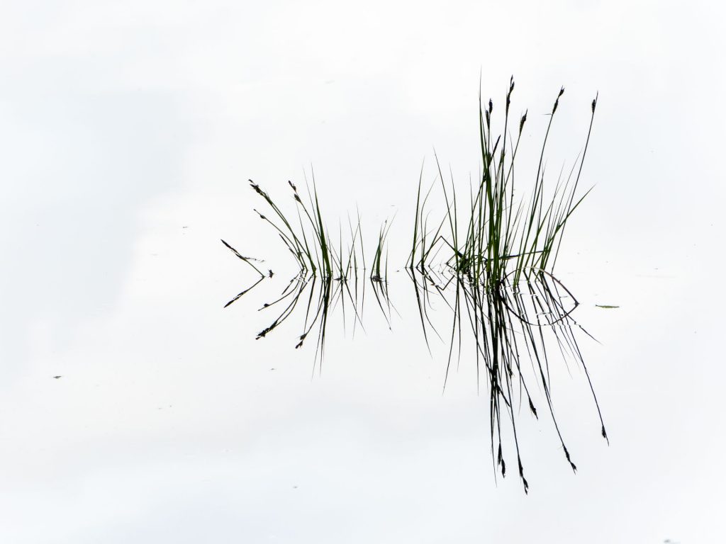 Halme im Wasser