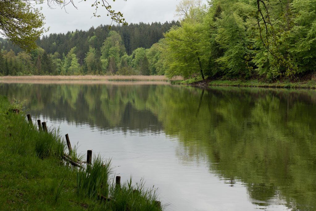Thanninger Weiher 1