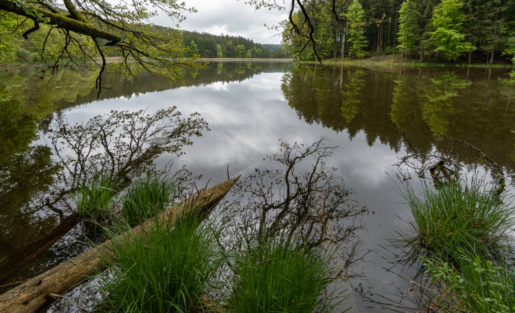 Thanninger Weiher 4
