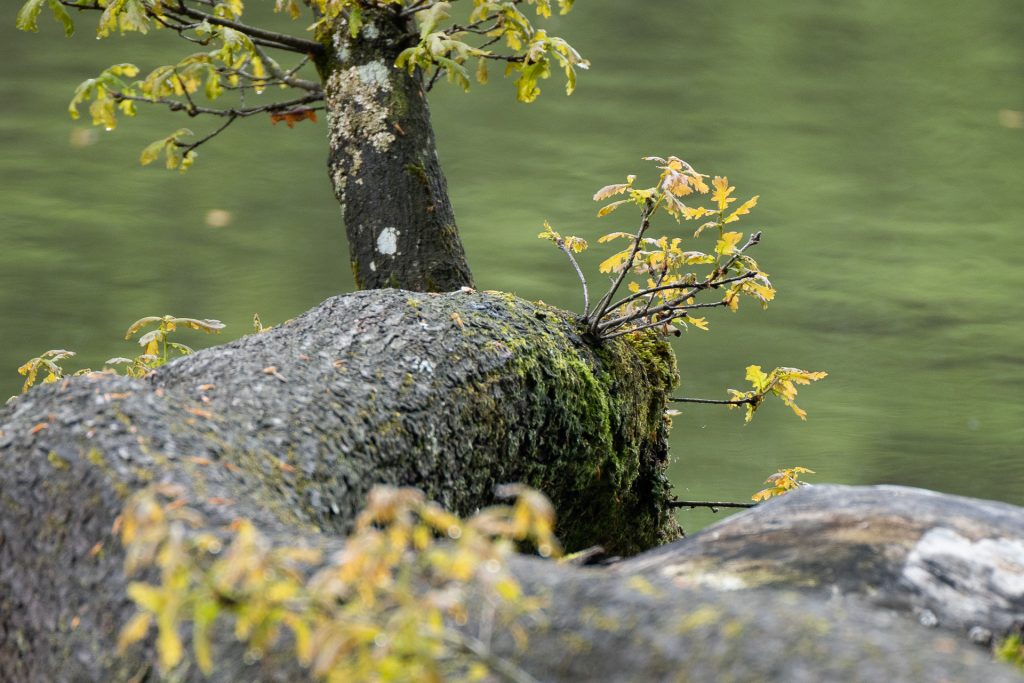 Thanninger Weiher Ast