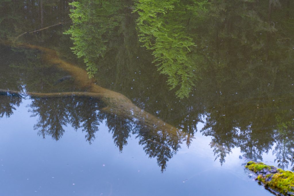 Thanninger Weiher Spiegelung