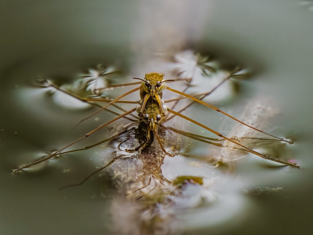 Wasserläufer beim ...