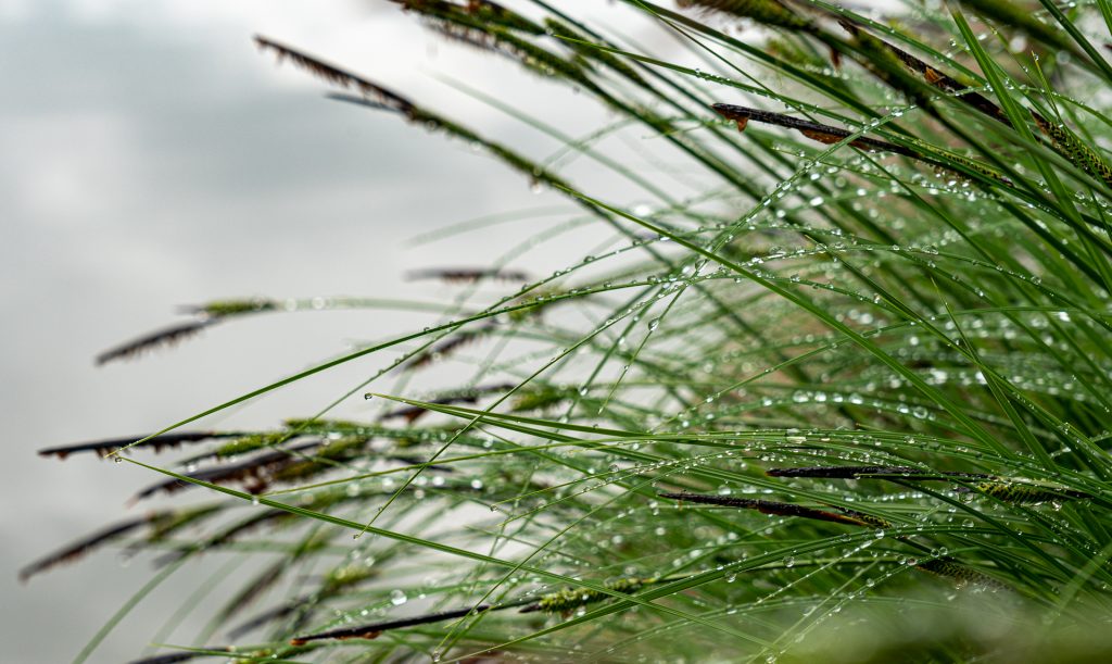 Regentropfen im Gras