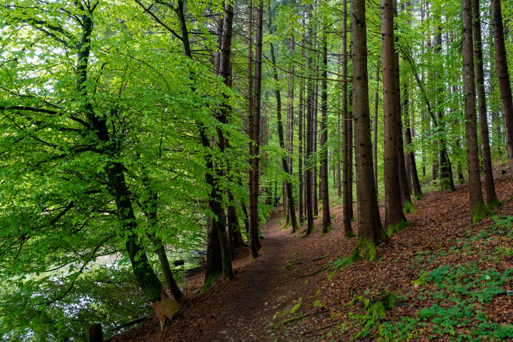 Weg am Thanninger Bach