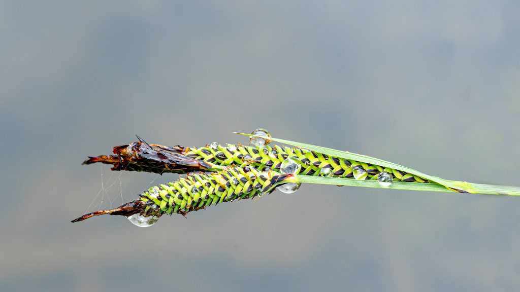 Wassertropfen