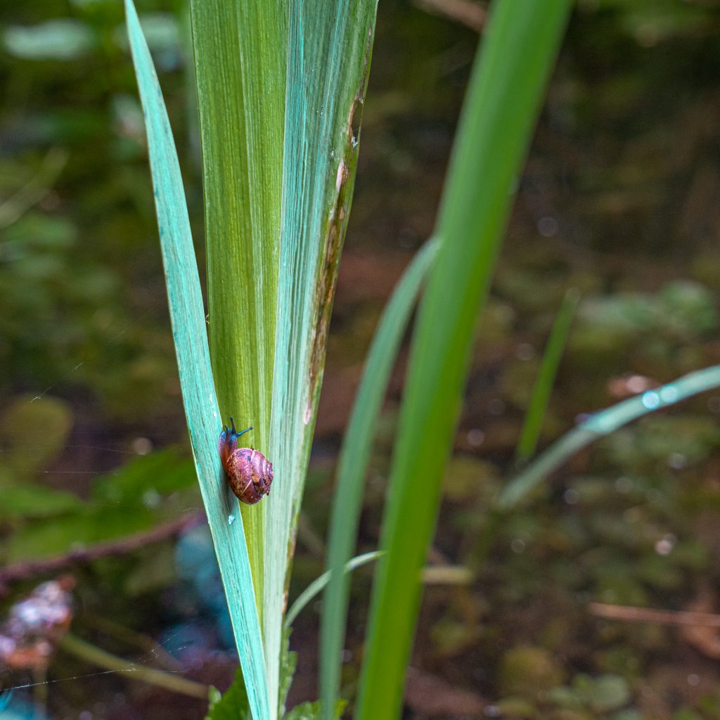Wasserschnecke an Land