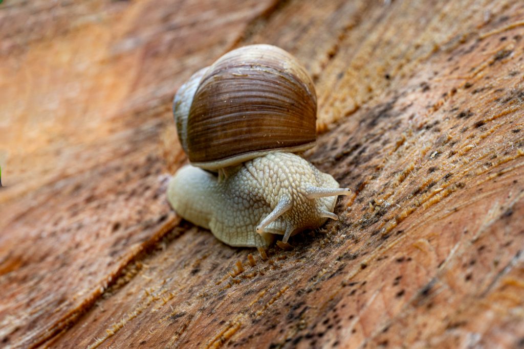 Weinbergschnecke