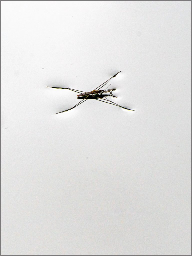 Thanninger Wasserläufer