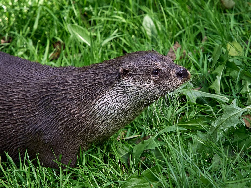 Otter
