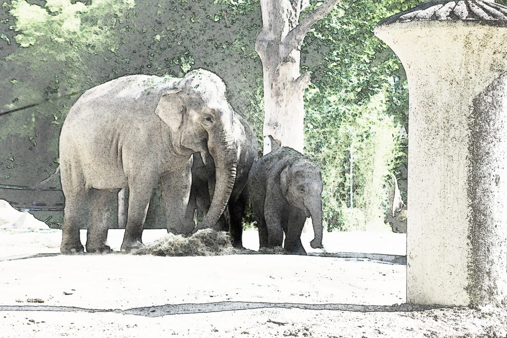 Elefant mit Baby