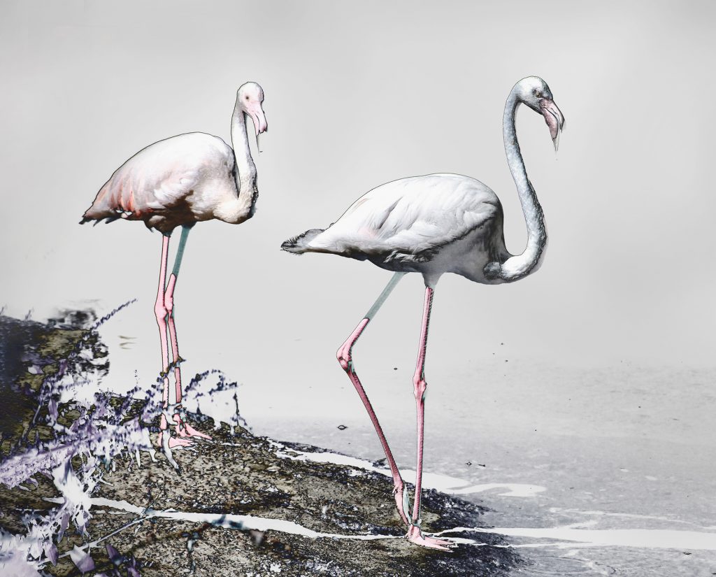 Flamingos