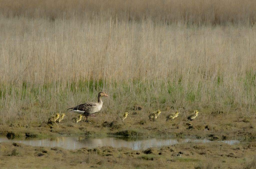 Gänsemarsch