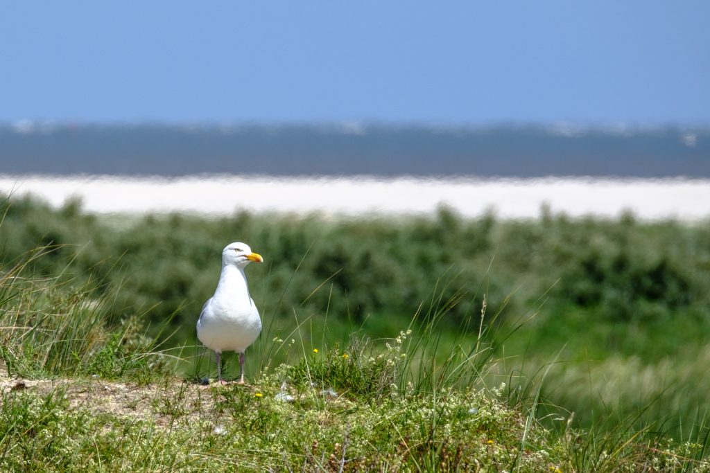 Möwe