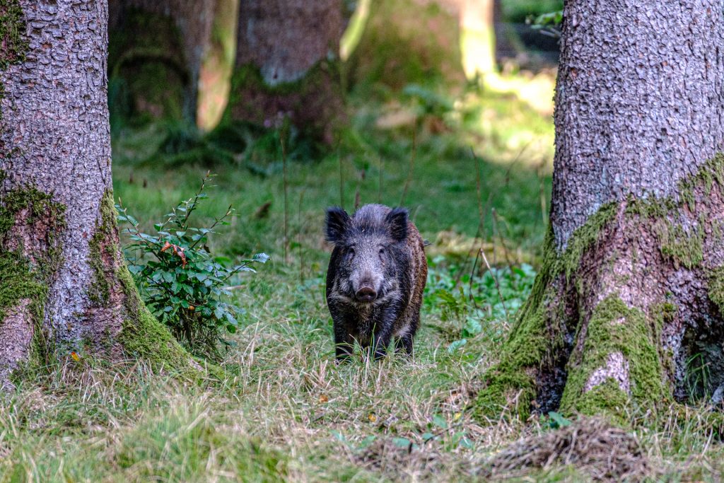Wildschwein