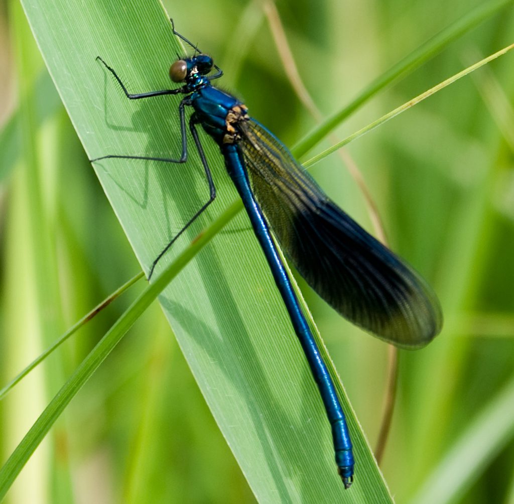 blaue Libelle