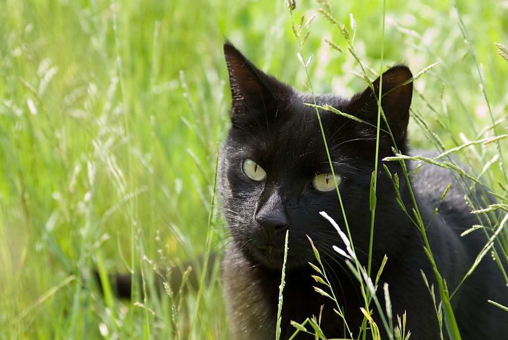 schwarze Katze