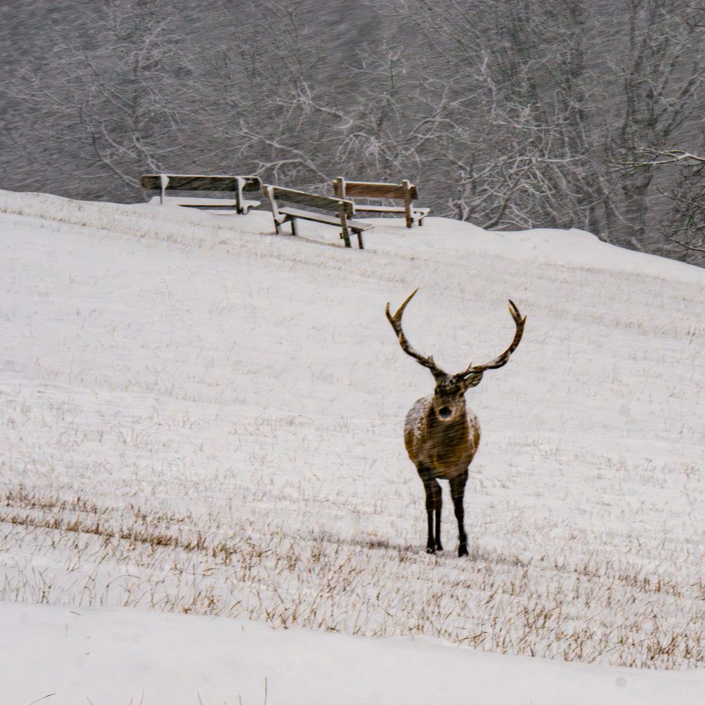 Winterhirsch