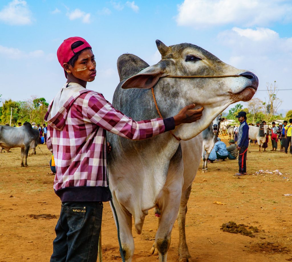 der Junge mit dem Zebu