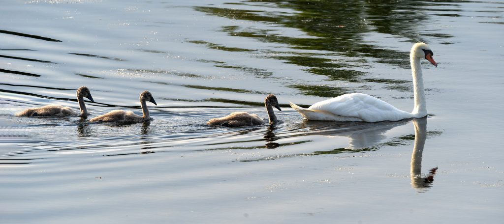 Schwanenfamilie