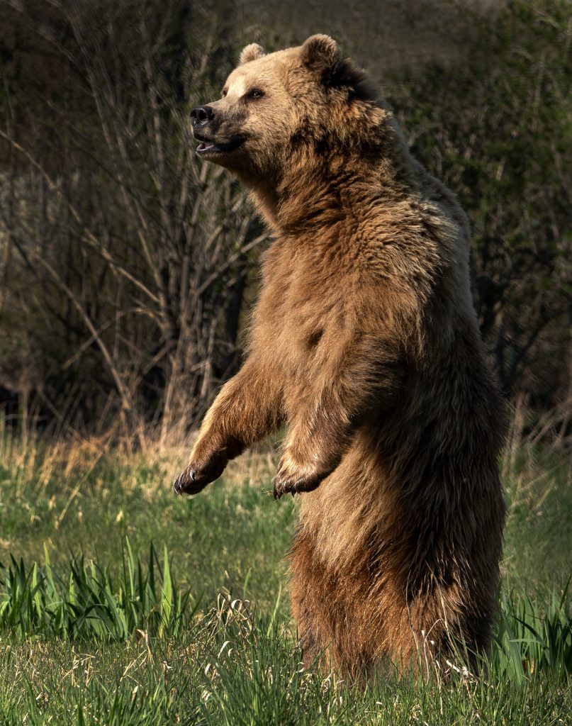 Stehender Braunbär