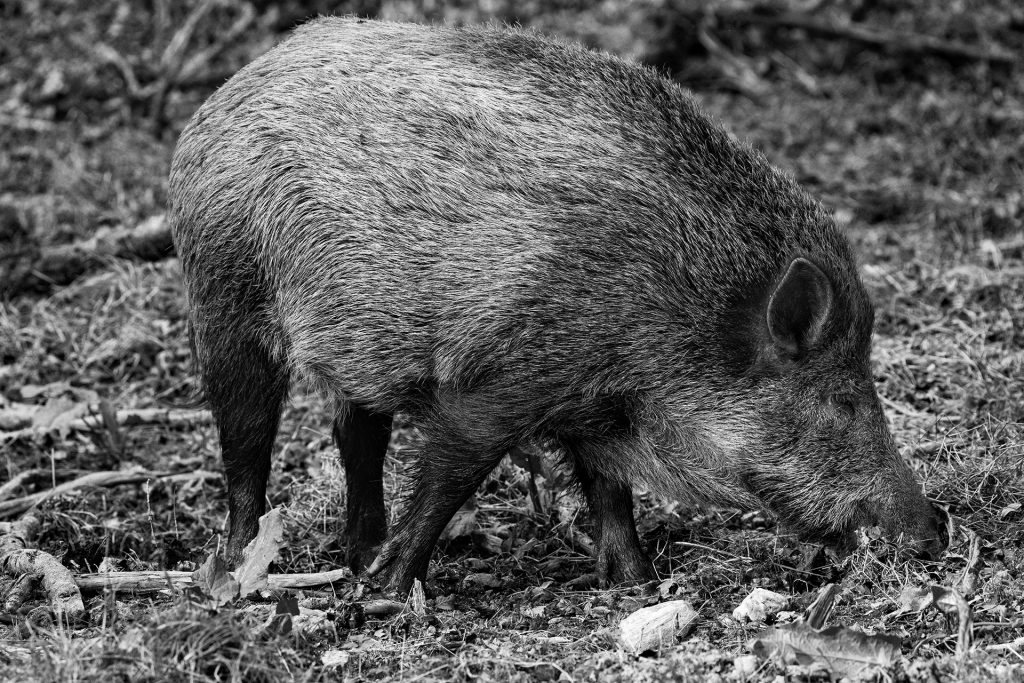 Wildschwein beim Fressen