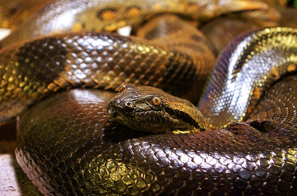 Anaconda