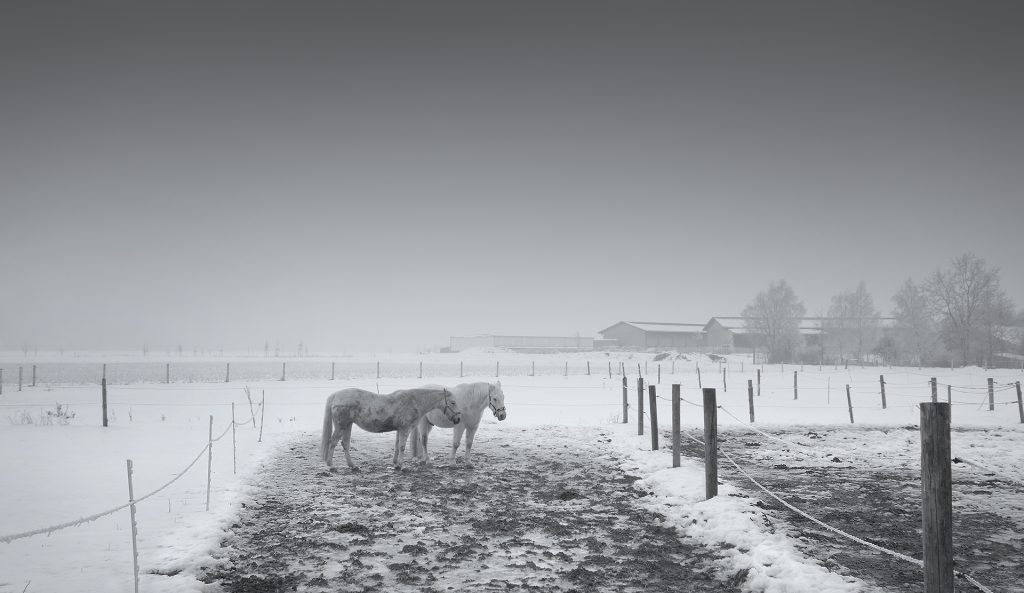 Pferde im kalten Nebel