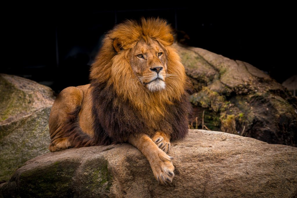 Löw