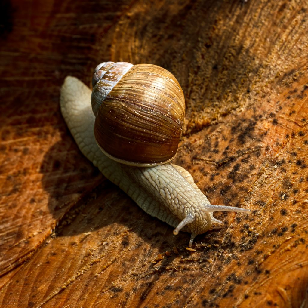 Schnecke