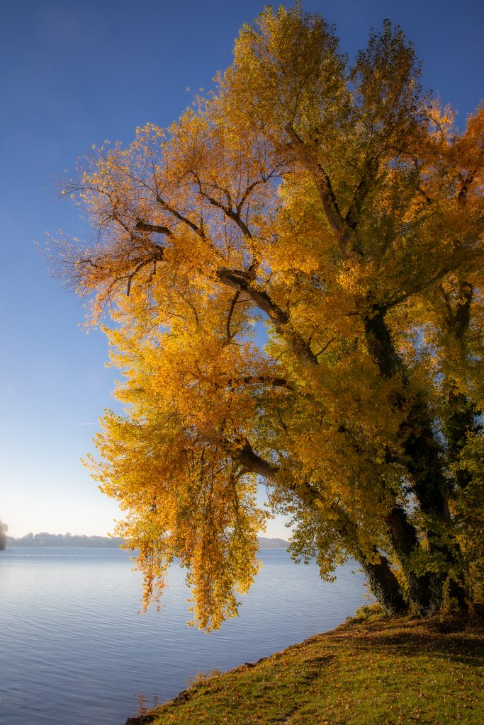 Herbst