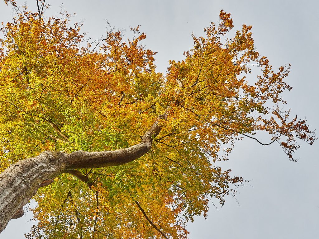 Queres Herbstlaub