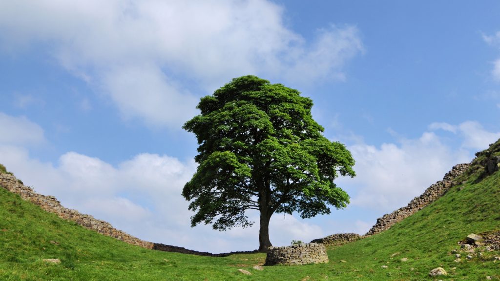 Bergahorn - Robin Hood Tree