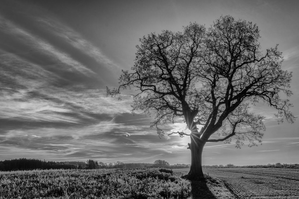 Baum im Gegenlicht