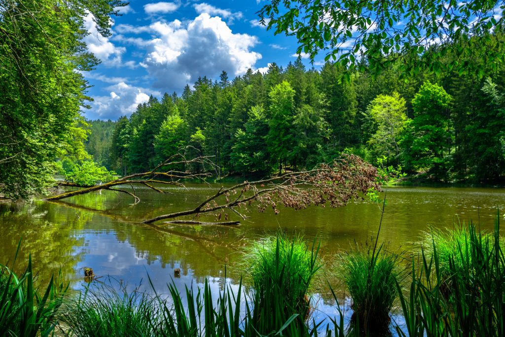 Baum im Wasser