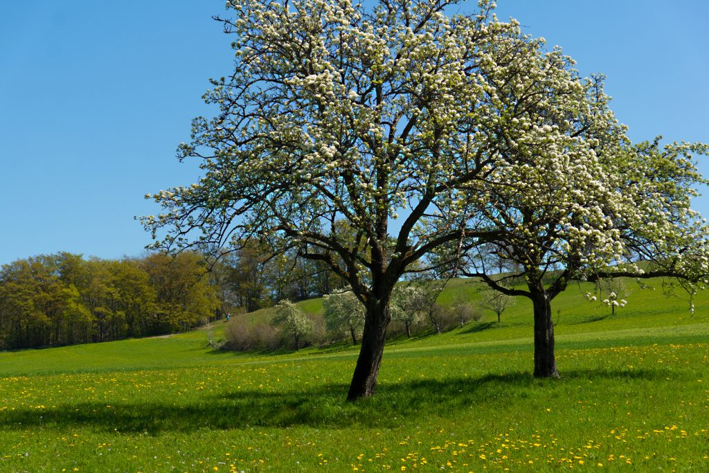 Apfelblüte