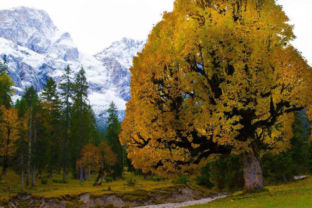 Ahorn im Karwendel