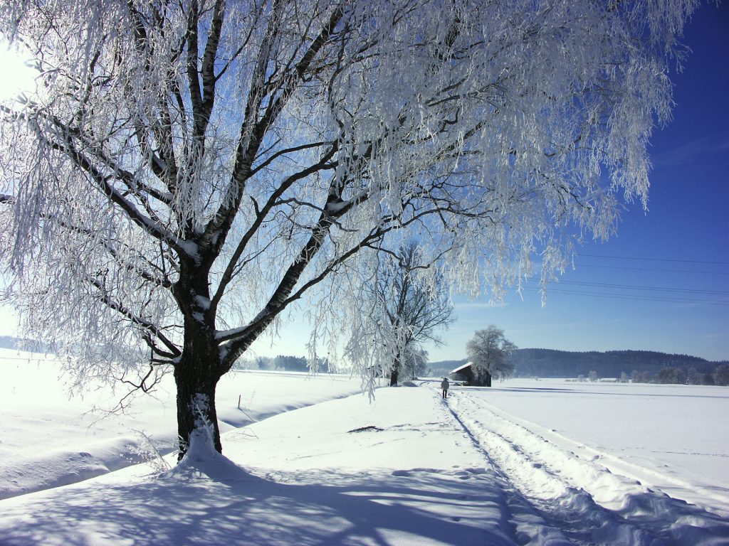Baum im Winterkleid