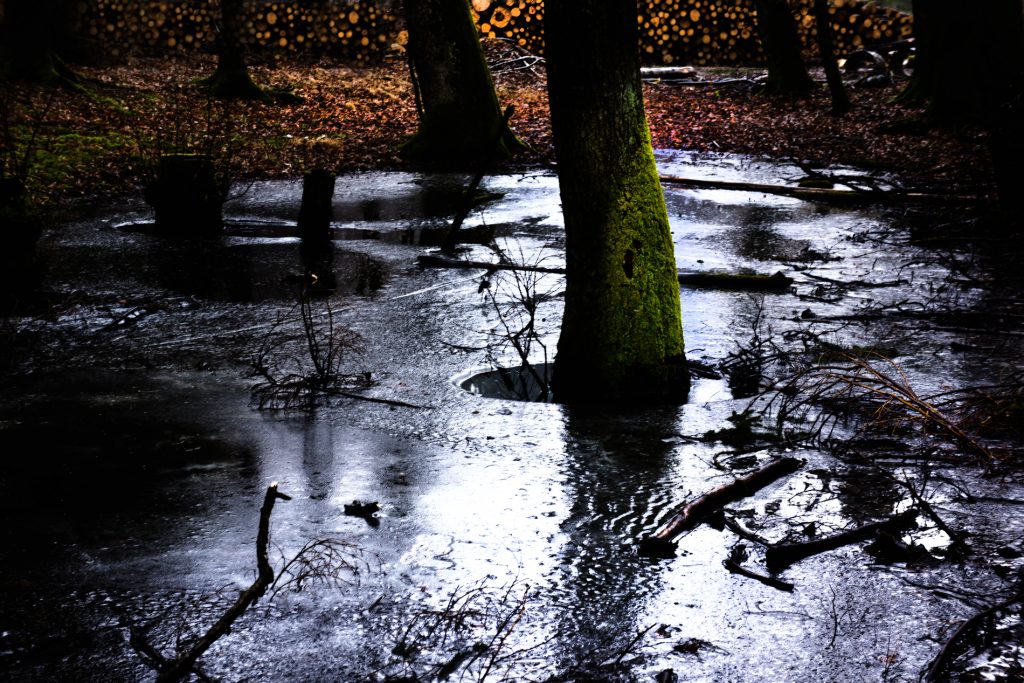 Bäume im Wasser
