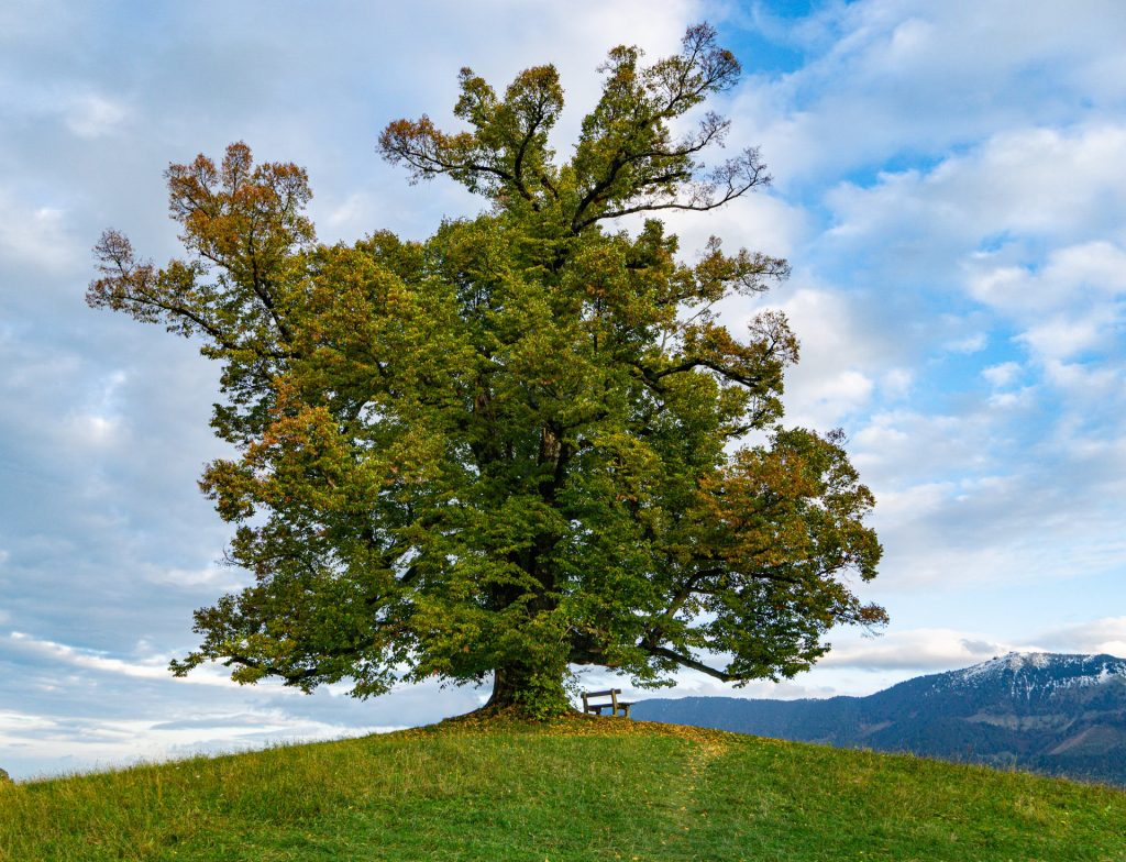 Baum mit Aussicht
