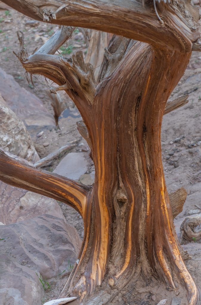 Baum